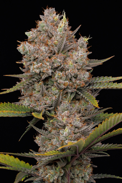 Hella Jelly Auto - HUMBOLDT SEED COMPANY