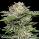 V-Auto - HUMBOLDT SEED COMPANY