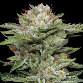 V-Auto - HUMBOLDT SEED COMPANY