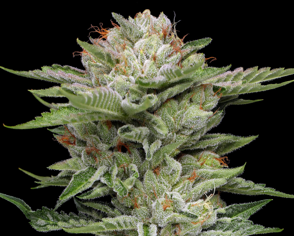 V-Auto - HUMBOLDT SEED COMPANY