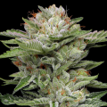V-Auto - HUMBOLDT SEED COMPANY