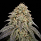 Kush Mints Fast Version