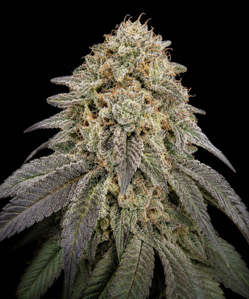 Kush Mints Fast Version