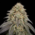 Kush Mints Fast Version