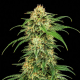 Lemon Haze Fast Version