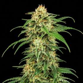 Lemon Haze Fast Version