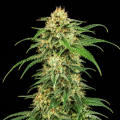 Lemon Haze Fast Version