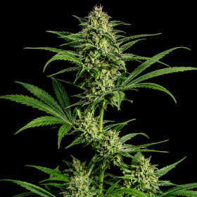 CBG Coke