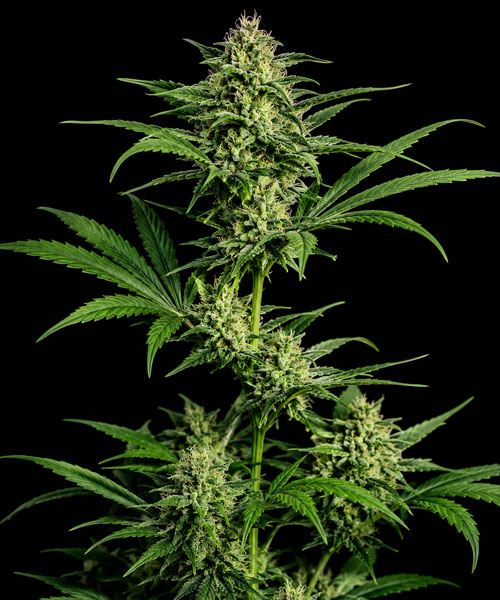 CBG Coke