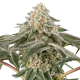 Black Lily - SENSI SEEDS