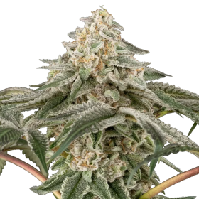 Black Lily - SENSI SEEDS