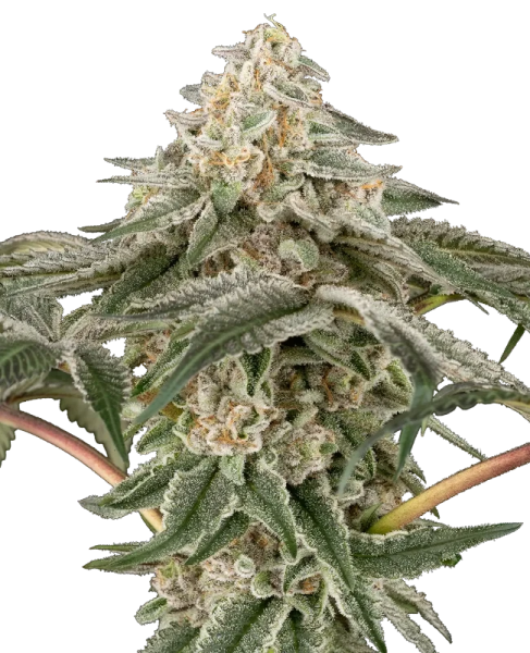Black Lily - SENSI SEEDS