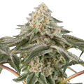 Black Lily - SENSI SEEDS