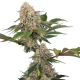 Sticky Berry Mints XXL - SENSI SEEDS
