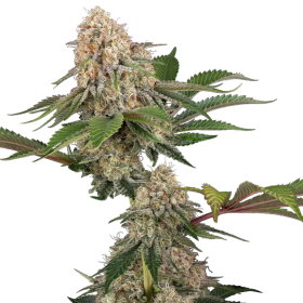 Sticky Berry Mints XXL - SENSI SEEDS