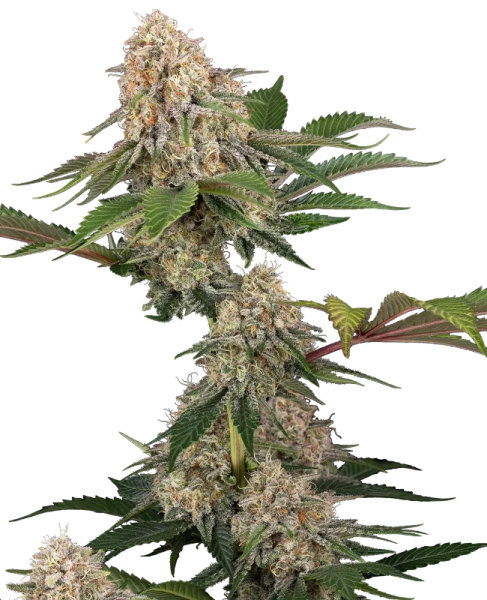 Sticky Berry Mints XXL - SENSI SEEDS