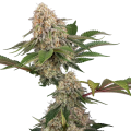 Sticky Berry Mints XXL - SENSI SEEDS