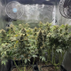 Mimosa x Orange Punch | TanieSianie.pl