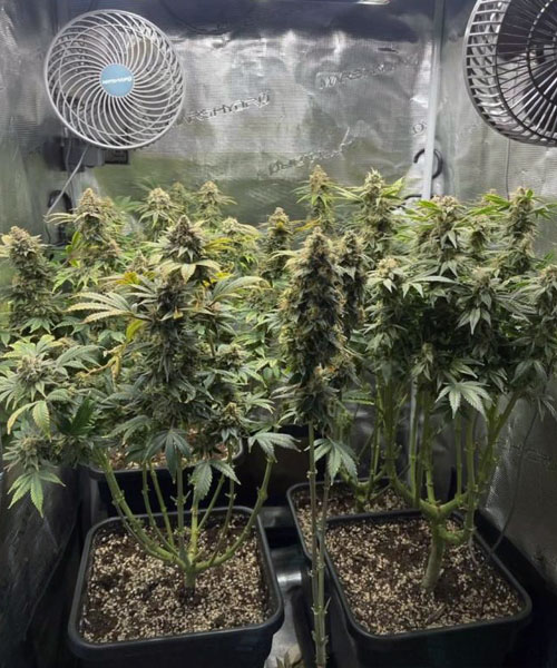Mimosa x Orange Punch | TanieSianie.pl