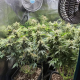 Mimosa x Orange Punch | TanieSianie.pl