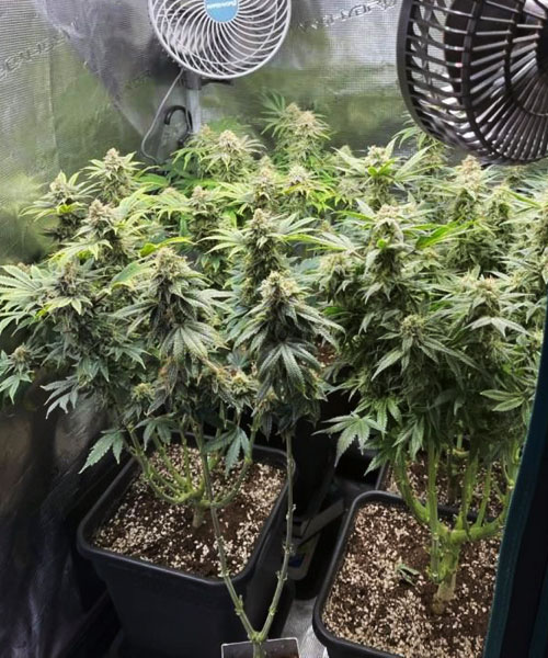 Mimosa x Orange Punch | TanieSianie.pl