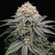 Mimosa x Orange Punch | TanieSianie.pl