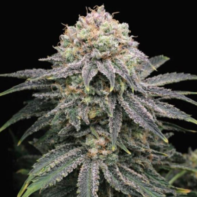 Mimosa x Orange Punch | TanieSianie.pl