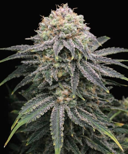 Mimosa x Orange Punch | TanieSianie.pl