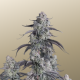Pineapple OG Auto - FASTBUDS