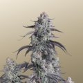 Pineapple OG Auto - FASTBUDS