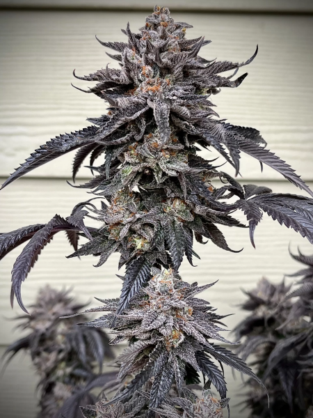 Zodaza - UMAMI SEED CO