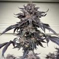 Zodaza - UMAMI SEED CO