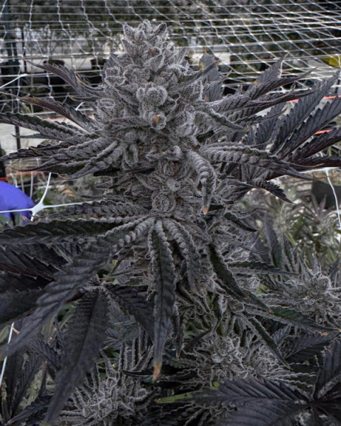 Butter Balm - SOLFIRE GARDENS