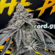 Dirty Water - Solfire Gardens