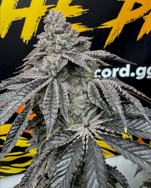 Dirty Water - Solfire Gardens