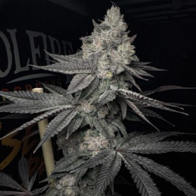 Lucid Vision - Solfire Gardens