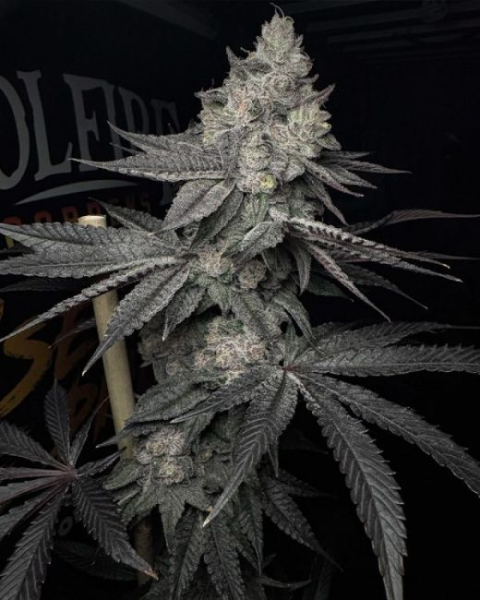 Lucid Vision - SOLFIRE GARDENS