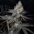 Lucid Vision - SOLFIRE GARDENS