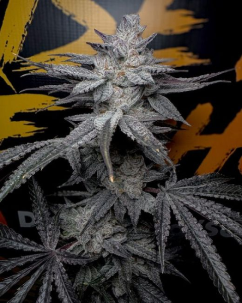 Rubicite - Solfire Gardens