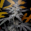 Rubicite - Solfire Gardens