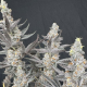 Diamond Daggers - Solfire Gardens