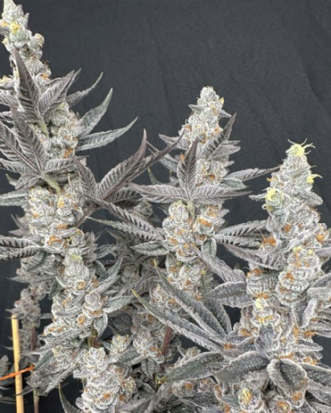 Diamond Daggers - Solfire Gardens
