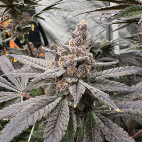 Gasserole - Solfire Gardens