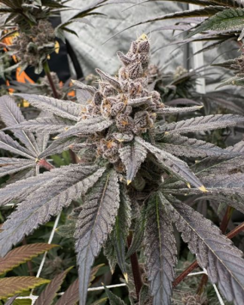 Gasserole - SOLFIRE GARDENS
