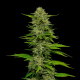 One Love Sativa - Humboldt Seed Company