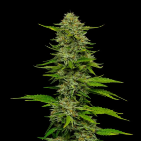 One Love Sativa - HUMBOLDT SEED COMPANY