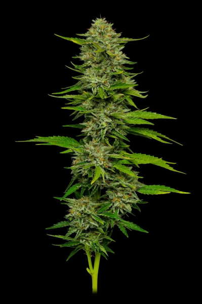 One Love Sativa - HUMBOLDT SEED COMPANY