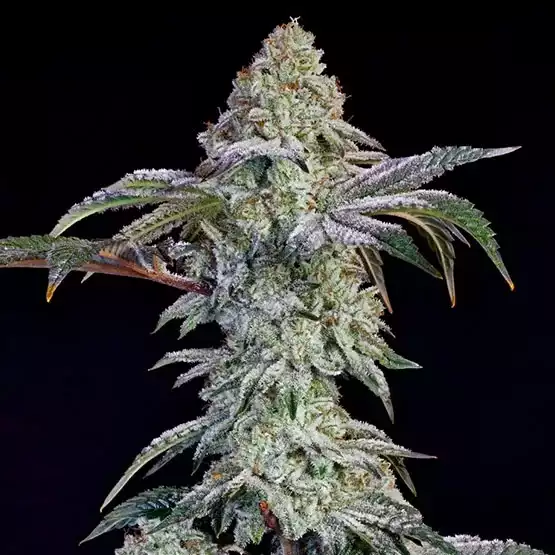 Grandpa's Cookies #6 S1 - ETHOS GENETICS