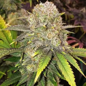 Master Kush RBX - ETHOS GENETICS