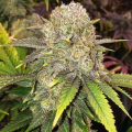 Master Kush RBX - ETHOS GENETICS